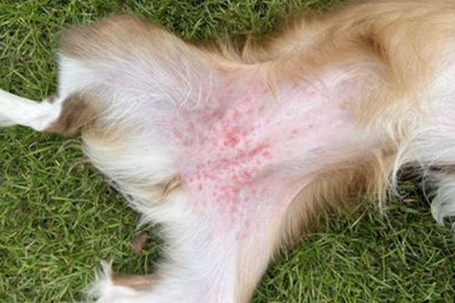 Dog with chronic skin condition awaiting dermatology treatment