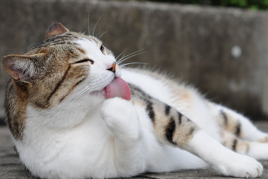 Cat Paw Licking and Chewing