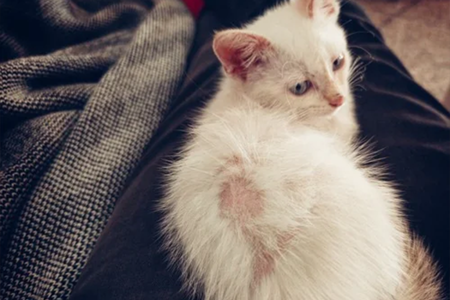 Cat with hair loss and skin crusting condition