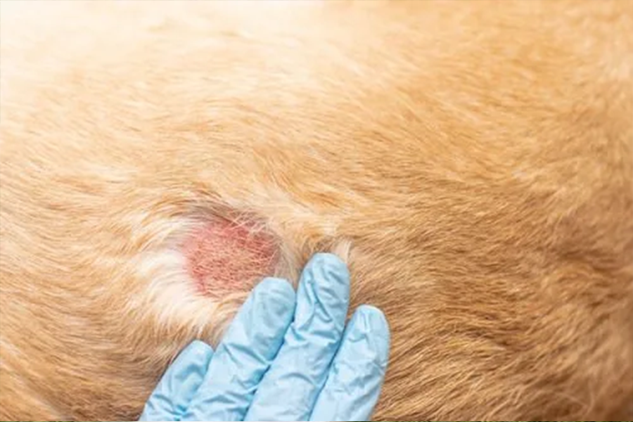 Dog showing skin redness and rashes on body