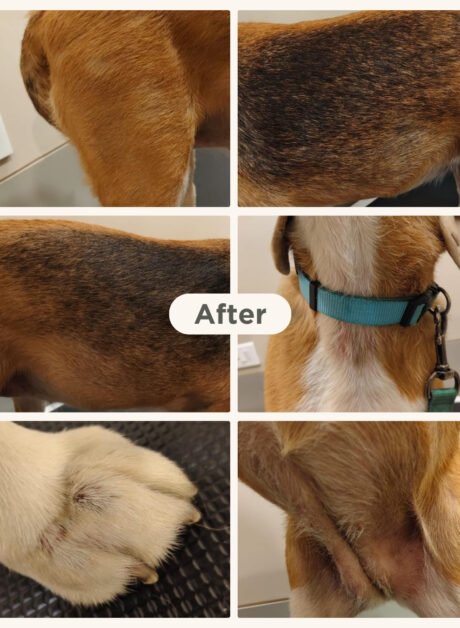 Bailey the 5-year-old Beagle after skin treatment at SkinVet