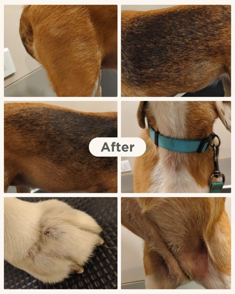 Bailey the 5-year-old Beagle after skin treatment at SkinVet