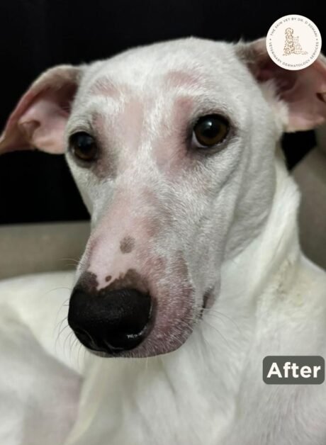 Leo the Indie dog after veterinary skin treatment