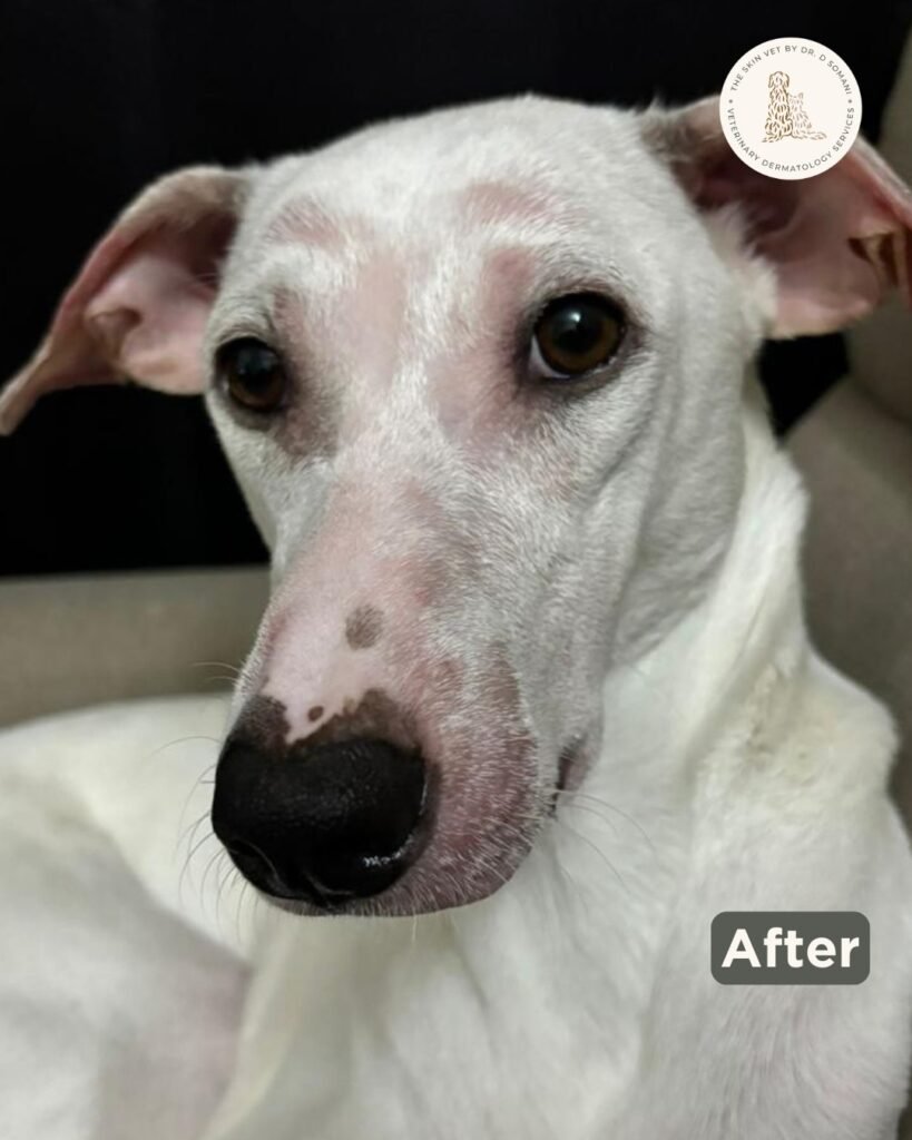 Leo the Indie dog after veterinary skin treatment