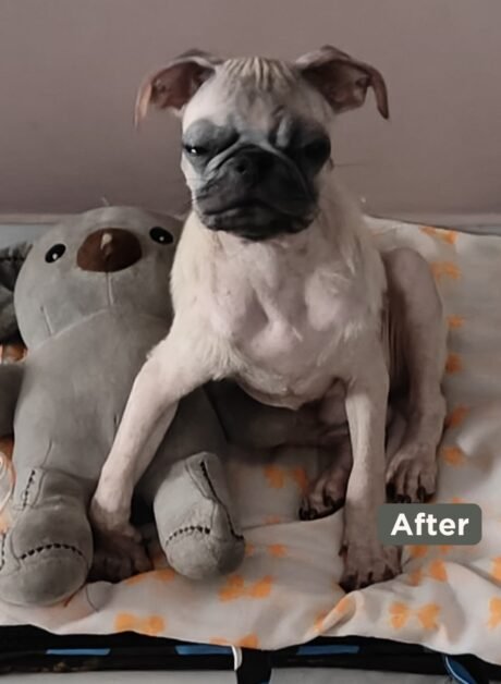 Milo the dog after successful skin treatment at SkinVet