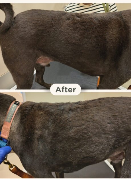 Rocco the Indie dog recovered from chronic skin condition