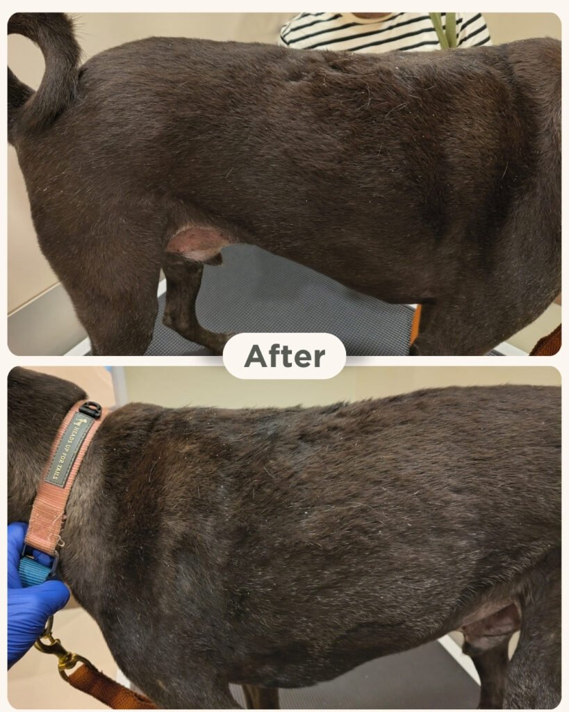 Rocco the Indie dog recovered from chronic skin condition