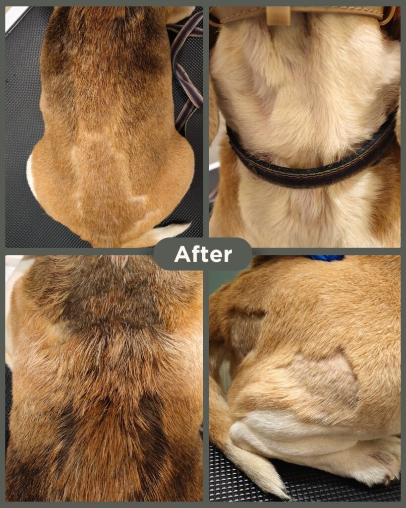 Bouncer the 11-year-old Beagle after dermatology care