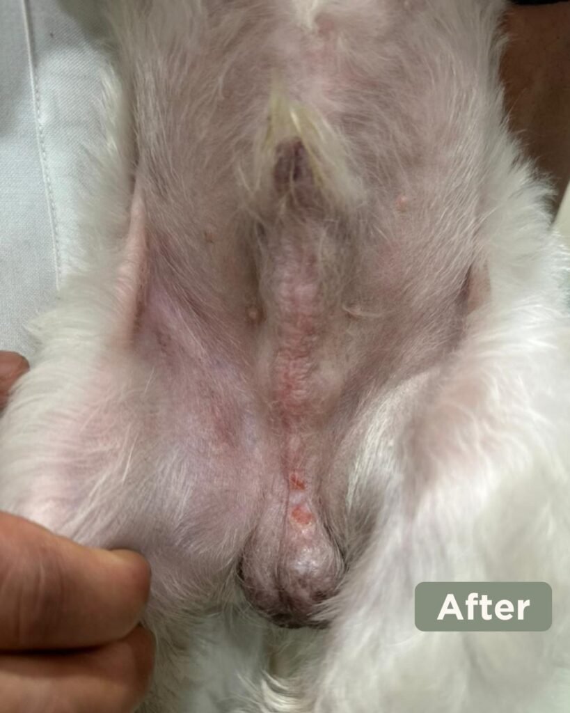 Milo the dog after successful skin treatment at SkinVet
