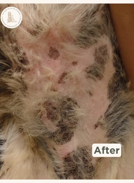 Max the Shih Tzu after veterinary dermatology treatment