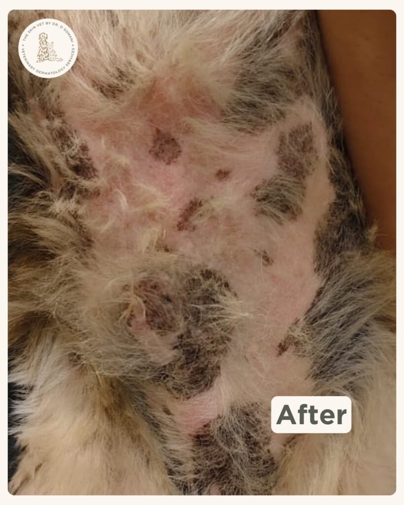 Max the Shih Tzu after veterinary dermatology treatment