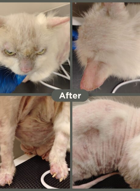 Sophie the Persian cat after skin condition treatment