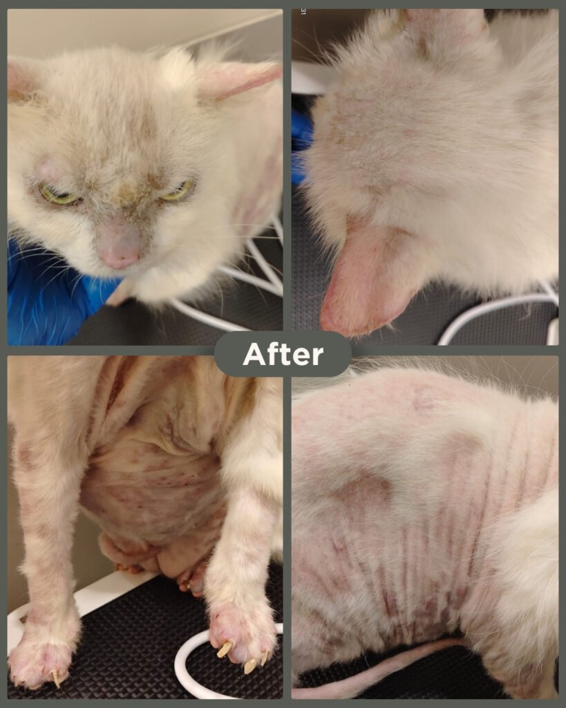 Sophie the Persian cat after skin condition treatment