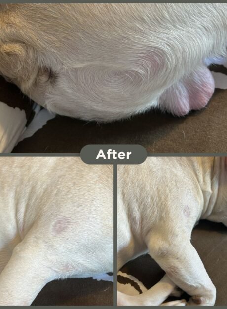 Ace the dog after veterinary dermatology treatment at SkinVet