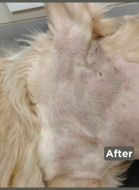 Leo the Golden Retriever after skin allergy treatment