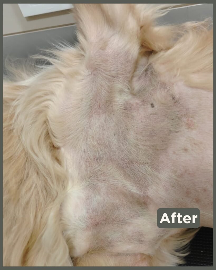 Leo the Golden Retriever after skin allergy treatment