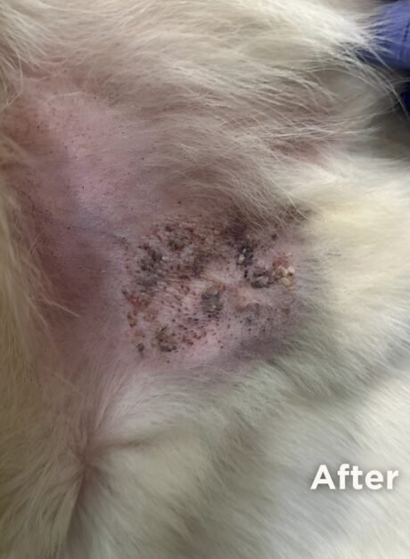 Gabbar the St. Bernard after chronic skin condition resolved