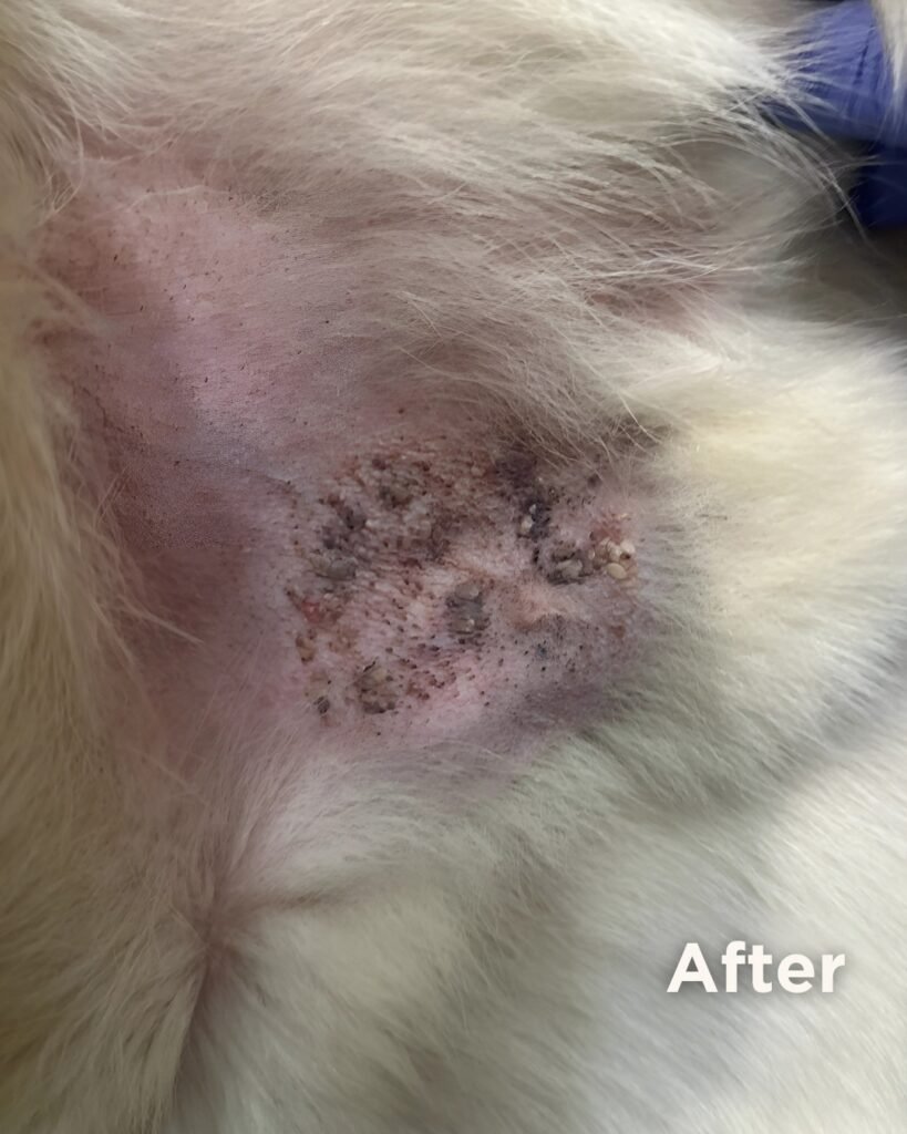 Gabbar the St. Bernard after chronic skin condition resolved