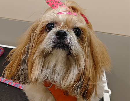 Bailey the Shih Tzu after successful skin infection treatment