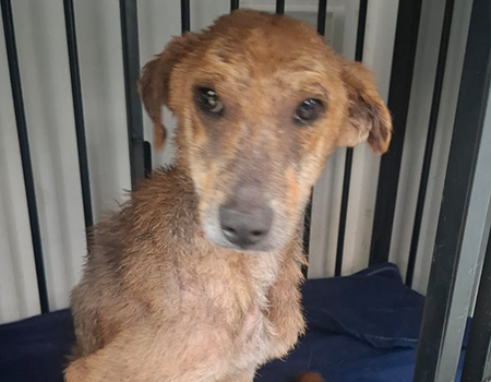 Paraplegic dog Anand recovering from chronic skin issues