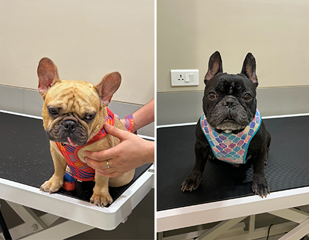 Gabbar and Clover pets after skin treatment at The SkinVet