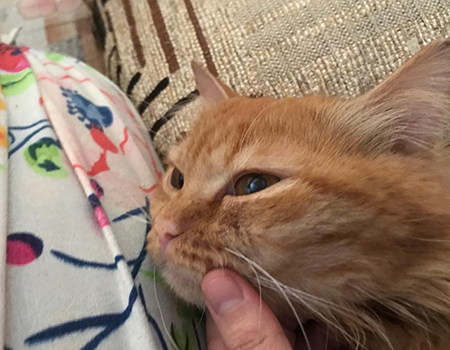 Leo the Persian kitten recovering from skin condition at SkinVet