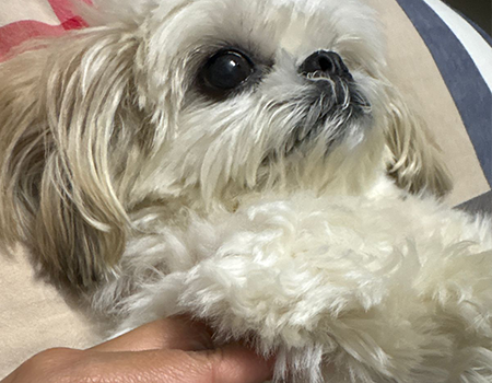 Junuka the Shih Tzu after chronic skin treatment at SkinVet