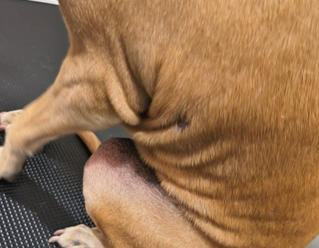 Laila showing hair regrowth after veterinary dermatology care